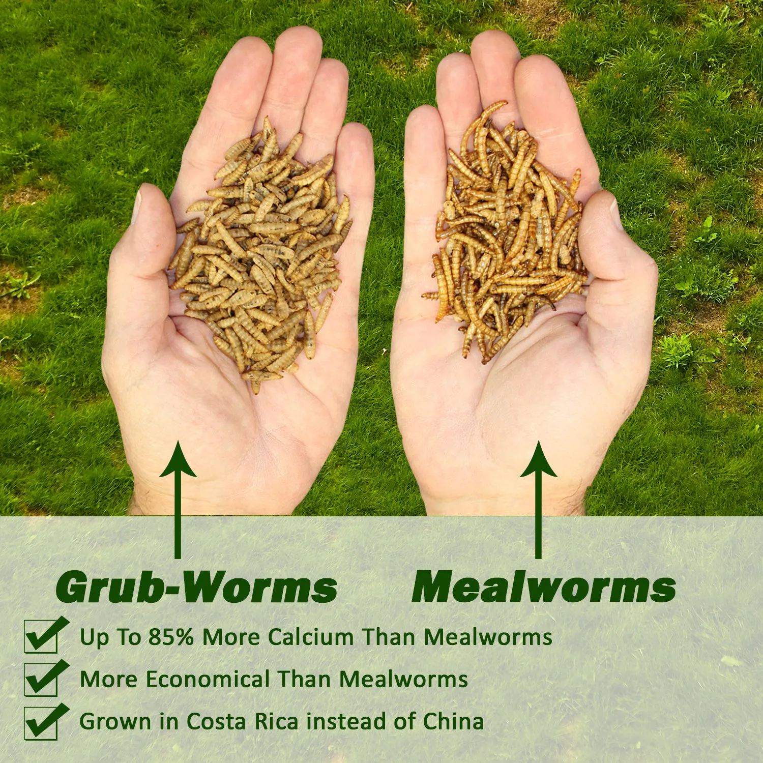 Grub-Worms Black Soldier Fly Larvae