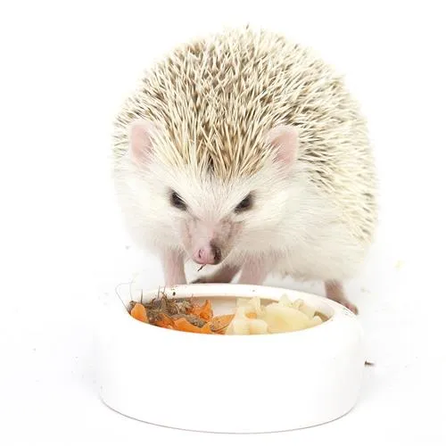 Hedgehog Treat Sampler