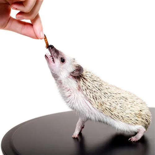 Hedgehog Treat Sampler