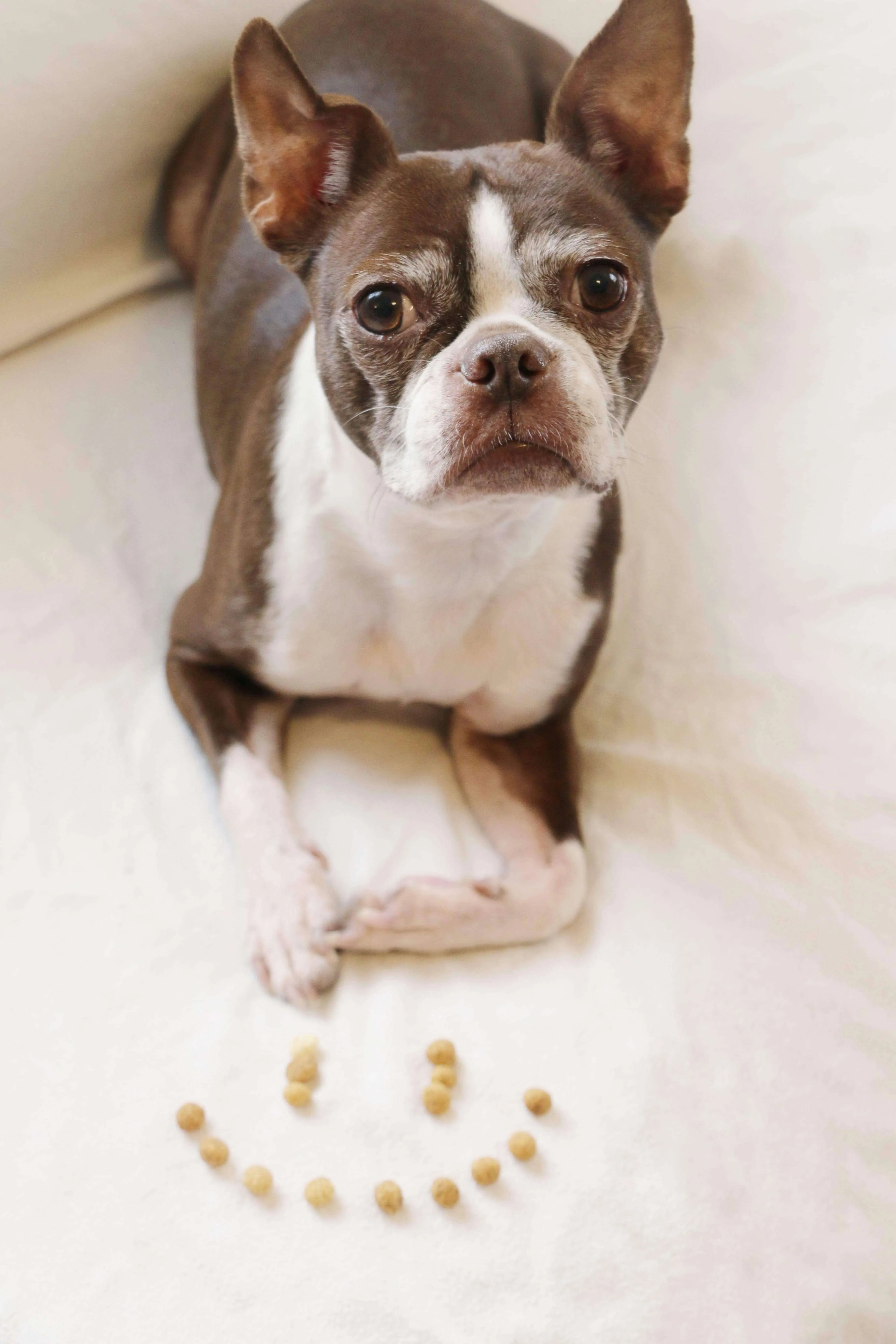 Protein Puffs Training Treats Peanut Butter Flavor