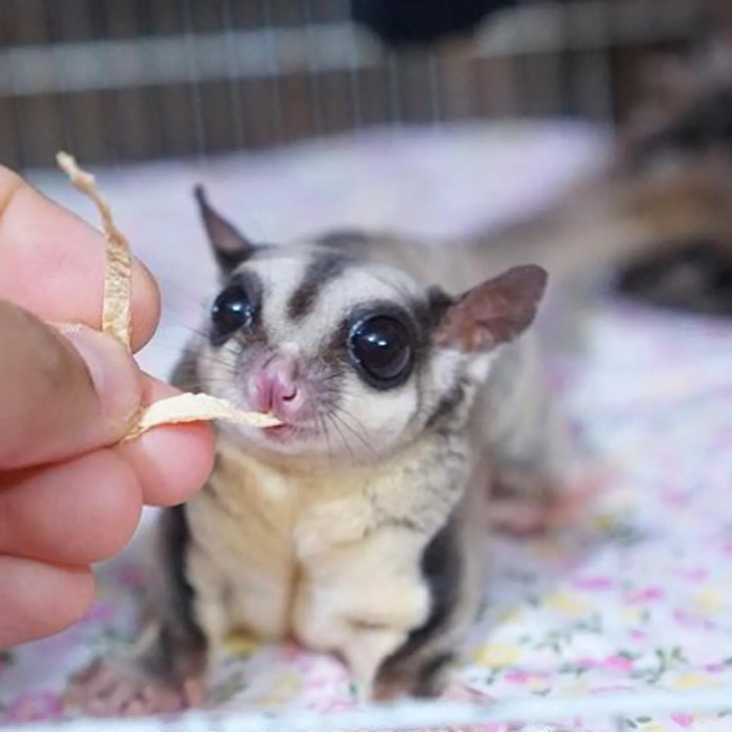 Squirrel Treat Bundle